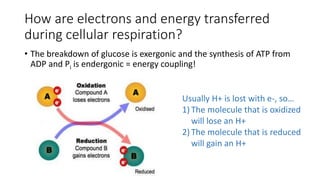 How are electrons and energy transferred
during cellular respiration?
• The breakdown of glucose is exergonic and the synthesis of ATP from
ADP and Pi is endergonic = energy coupling!
Usually H+ is lost with e-, so…
1) The molecule that is oxidized
will lose an H+
2) The molecule that is reduced
will gain an H+
 