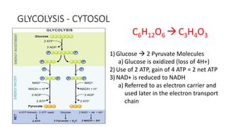 GLYCOLYSIS - CYTOSOL
1) Glucose  2 Pyruvate Molecules
a) Glucose is oxidized (loss of 4H+)
2) Use of 2 ATP, gain of 4 ATP = 2 net ATP
3) NAD+ is reduced to NADH
a) Referred to as electron carrier and
used later in the electron transport
chain
C6H12O6 C3H4O3
 