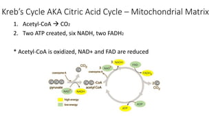 Kreb’s Cycle AKA Citric Acid Cycle – Mitochondrial Matrix
1. Acetyl-CoA  CO2
2. Two ATP created, six NADH, two FADH2
* Acetyl-CoA is oxidized, NAD+ and FAD are reduced
 