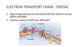 ELECTRON TRANSPORT CHAIN - CRISTAE
1. High energy electrons are harvested from the electron carriers
NADH and FADH2
2. Fuel the creation of ATP from ADP and Pi
 