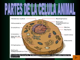PARTES DE LA CELULA ANIMAL 