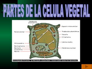 PARTES DE LA CELULA VEGETAL  