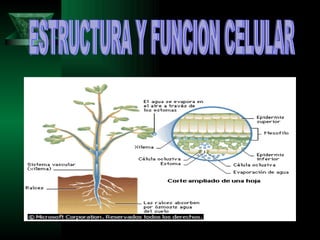 ESTRUCTURA Y FUNCION CELULAR 