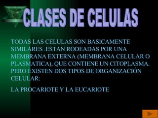 CLASES DE CELULAS TODAS LAS CELULAS SON BASICAMENTE SIMILARES .ESTAN RODEADAS POR UNA MEMBRANA EXTERNA (MEMBRANA CELULAR O PLASMATICA), QUE CONTIENE UN CITOPLASMA. PERO EXISTEN DOS TIPOS DE ORGANIZACIÓN CELULAR: LA PROCARIOTE Y LA EUCARIOTE 