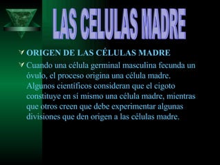 ORIGEN DE LAS CÉLULAS MADRE Cuando una célula germinal masculina fecunda un óvulo, el proceso origina una célula madre. Algunos científicos consideran que el cigoto constituye en sí mismo una célula madre, mientras que otros creen que debe experimentar algunas divisiones que den origen a las células madre.  LAS CELULAS MADRE 