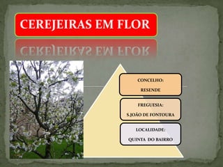 CEREJEIRAS EM FLOR
CONCELHO:
RESENDE
FREGUESIA:
S.JOÃO DE FONTOURA
LOCALIDADE:
QUINTA DO BAIRRO
 