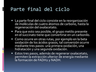 Parte final del ciclo
 La parte final del ciclo consiste en la reorganización
de moléculas de cuatro átomos de carbono, hasta la
regeneración del oxalacetato.
 Para que esto sea posible, el grupo metilo presente
en el succinato tiene que convertirse en un carbonilo.
 Como ocurre en otras rutas, por ejemplo en la beta
oxidación de los ácidos grasos, tal conversión ocurre
mediante tres pasos: una primera oxidación, una
hidratación y una segunda oxidación.
 Estos tres pasos, además de regenerar oxalacetato,
permiten la extracción ulterior de energía mediante
la formación de FADH2 y NADH.
 