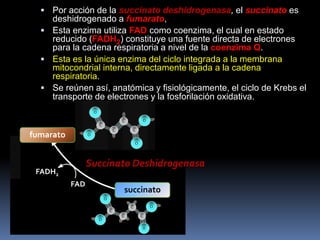 succinato
fumarato
Succinato Deshidrogenasa
FAD
FADH2
 Por acción de la succinato deshidrogenasa, el succinato es
deshidrogenado a fumarato,
 Esta enzima utiliza FAD como coenzima, el cual en estado
reducido (FADH2) constituye una fuente directa de electrones
para la cadena respiratoria a nivel de la coenzima Q.
 Esta es la única enzima del ciclo integrada a la membrana
mitocondrial interna, directamente ligada a la cadena
respiratoria.
 Se reúnen así, anatómica y fisiológicamente, el ciclo de Krebs el
transporte de electrones y la fosforilación oxidativa.
 