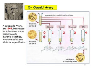13
5- Oswald Avery
A equipa de Avery,
em 1944, interessou-
se sobre a natureza
bioquímica do
material genético,
levando a cabo uma
série de experiências.
0 1 2 3 4
 
