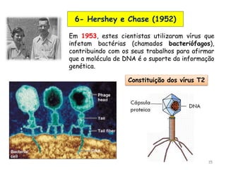 15
6- Hershey e Chase (1952)
Em 1953, estes cientistas utilizaram vírus que
infetam bactérias (chamados bacteriófagos),
contribuindo com os seus trabalhos para afirmar
que a molécula de DNA é o suporte da informação
genética.
Constituição dos vírus T2
 