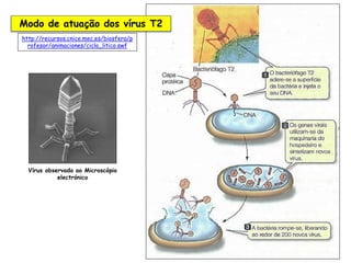 16
Modo de atuação dos vírus T2
Vírus observado ao Microscópio
electrónico
http://recursos.cnice.mec.es/biosfera/p
rofesor/animaciones/ciclo_litico.swf
 
