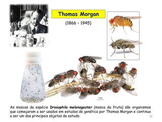 As moscas da espécie Drosophila melanogaster (mosca da fruta) são organismos
que começaram a ser usados em estudos de genética por Thomas Morgan e continua
a ser um dos principais objetos de estudo. 19
Thomas Morgan
(1866 – 1945)
 