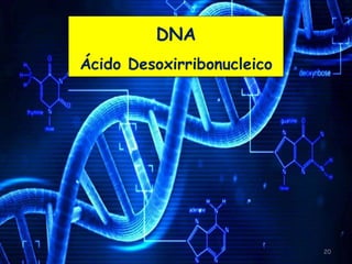 20
DNA
Ácido Desoxirribonucleico
 