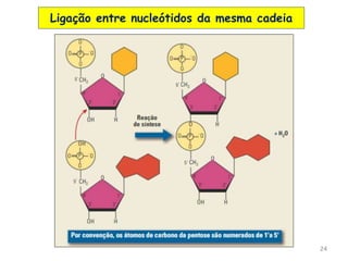 Ligação entre nucleótidos da mesma cadeia
24
 