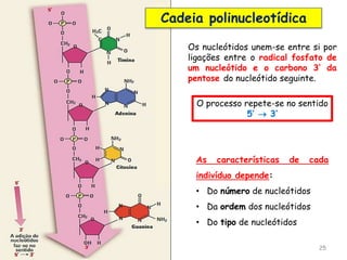 25
Os nucleótidos unem-se entre si por
ligações entre o radical fosfato de
um nucleótido e o carbono 3’ da
pentose do nucleótido seguinte.
O processo repete-se no sentido
5’  3’
As características de cada
indivíduo depende:
• Do número de nucleótidos
• Da ordem dos nucleótidos
• Do tipo de nucleótidos
Cadeia polinucleotídica
 