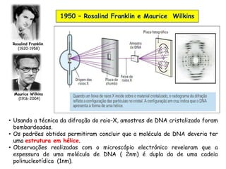 28
1950 – Rosalind Franklin e Maurice Wilkins
• Usando a técnica da difração do raio-X, amostras de DNA cristalizado foram
bombardeadas.
• Os padrões obtidos permitiram concluir que a molécula de DNA deveria ter
uma estrutura em hélice.
• Observações realizadas com o microscópio electrónico revelaram que a
espessura de uma molécula de DNA ( 2nm) é dupla da de uma cadeia
polinucleotídica (1nm).
Rosalind Franklin
(1920-1958)
Maurice Wilkins
(1916-2004)
 