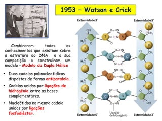 1953 – Watson e Crick
Combinaram todos os
conhecimentos que existiam sobre
a estrutura do DNA e a sua
composição e construíram um
modelo - Modelo da Dupla Hélice
• Duas cadeias polinucleotídicas
dispostas de forma antiparalela.
• Cadeias unidas por ligações de
hidrogénio entre as bases
complementares.
• Nucleótidos na mesma cadeia
unidos por ligações
fosfodiéster.
 
