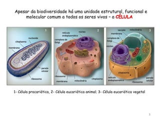 3
Apesar da biodiversidade há uma unidade estrutural, funcional e
molecular comum a todos os seres vivos – a CÉLULA
1- Célula procariótica, 2- Célula eucariótica animal; 3- Célula eucariótica vegetal
 