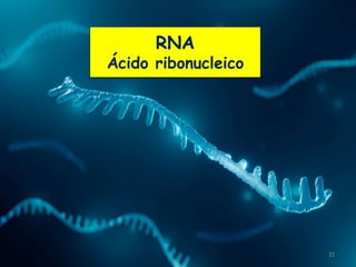 31
RNA
Ácido ribonucleico
 