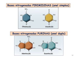 32
Bases nitrogenadas PIRIMIDINAS (anel simples)
Bases nitrogenadas PURINAS (anel duplo)
 