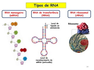 34
P
P
P
P
P
RNA mensageiro
(mRNA)
RNA de transferência
(tRNA)
Ribossoma
RNA ribossomal
(rRNA)
Local de
ligação ao
aminoácido
Local de
reconhecimento do
mRNA (anticodão)
Tipos de RNA
 