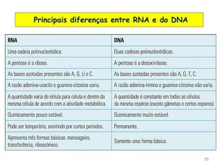 35
Principais diferenças entre RNA e do DNA
 