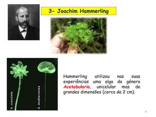 6
3- Joachim Hammerling
Hammerling utilizou nas suas
experiências uma alga do género
Acetabularia, unicelular mas de
grandes dimensões (cerca de 2 cm).
 