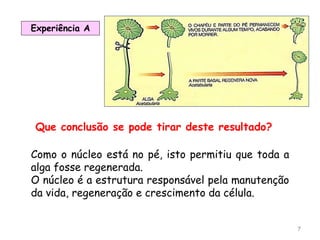 7
Experiência A
Que conclusão se pode tirar deste resultado?
Como o núcleo está no pé, isto permitiu que toda a
alga fosse regenerada.
O núcleo é a estrutura responsável pela manutenção
da vida, regeneração e crescimento da célula.
 