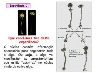 9
Experiência C
Que conclusões tira desta
experiência?
O núcleo contém informação
necessária para regenerar toda
a alga. Ou seja, a alga vai
manifestar as características
que estão “escritas” no núcleo
vindo da outra alga.
 