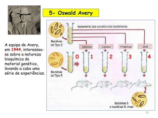 13
5- Oswald Avery
A equipa de Avery,
em 1944, interessou-
se sobre a natureza
bioquímica do
material genético,
levando a ...