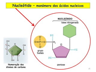 21
Nucleótido – monómero dos ácidos nucleicos
Numeração dos
átomos de carbono
 