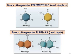 23
Bases nitrogenadas PIRIMIDINAS (anel simples)
Bases nitrogenadas PURINAS (anel duplo)
 