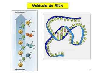 33
Molécula de RNA
 