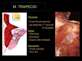 M. TRAPECIO <ul><li>Proximal: </li></ul><ul><li>-Línea Nucal superior </li></ul><ul><li>- Ap.espinosa 7° cervical </li></u...