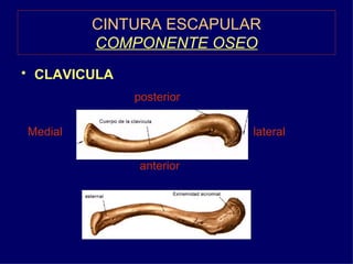 CINTURA ESCAPULAR COMPONENTE OSEO <ul><li>CLAVICULA  </li></ul><ul><li>posterior </li></ul><ul><li>Medial  lateral </li></...