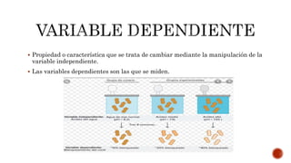  Propiedad o característica que se trata de cambiar mediante la manipulación de la
variable independiente.
 Las variables dependientes son las que se miden.
 