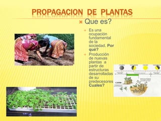 PROPAGACION DE PLANTAS
 Es una
ocupación
fundamental
de la
sociedad. Por
qué?
 Producción
de nuevas
plantas a
partir de
estructuras
desarrolladas
de su
predecesores.
Cuales?
 Que es?
 