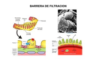 BARRERA DE FILTRACION 
 