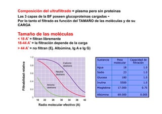 Composición del ultrafiltrado = plasma pero sin proteínas 
Las 3 capas de la BF poseen glucoproteínas cargadas - 
Por lo tanto el filtrado es función del TAMAÑO de las moléculas y de su 
CARGA 
Tamaño de las moléculas 
< 18 Aº = filtran libremente 
18-44 Aº = la filtración depende de la carga 
> 44 Aº = no filtran (Ej. Albúmina, Ig A e Ig G) 
Filtrabilidad relativa 
18 22 26 30 34 38 42 
Radio molecular efectivo (A) 
 