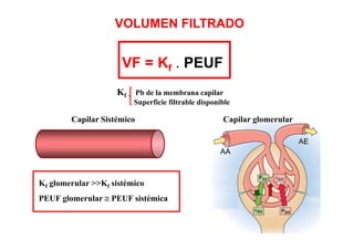VOLUMEN FILTRADO 
VF = Kf . PEUF 
Kf Pb de la membrana capilar 
f p 
Superficie filtrable disponible 
Capilar Sistémico Capilar glomerular 
AA 
AE 
K l l >>K i té i 
Kf glomerular Kf sistémico 
PEUF glomerular ≅ PEUF sistémica 
 