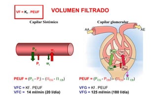 VF = Kf . PEUF VOLUMEN FILTRADO 
Capilar Sistémico Capilar glomerular 
AA AE 
PC πi 
Pi πi 
0 
PEUF = ( PC - Pi) – ( ΠCG - Π CB) 
CG CB) CG PEUF = ( PCG - PCB) – ( ΠCG - Π CB) 
VFG = Kf . PEUF 
VFG = 125 180 C i) CG VFC = Kf . PEUF 
VFC = 14 ml/min (20 l/día) ml/min (l/día) 
 