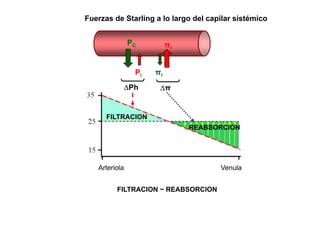 Fuerzas de Starling a lo largo del capilar sistémico 
PC πi 
Pi πi 
ΔΔPh ΔΔππ 
FILTRACION 
REABSORCION 
Arteriola Venula 
FILTRACION ~ REABSORCION 
 