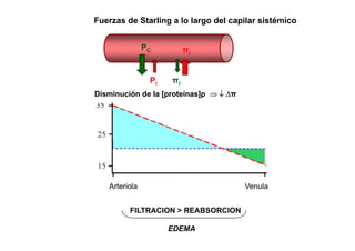 Fuerzas de Starling a lo largo del capilar sistémico 
PC πi 
Pi πi 
Disminución de la [proteínas]p ⇒ ↓ Δπ 
Arteriola Venula 
FILTRACION > REABSORCION 
EDEMA 
 