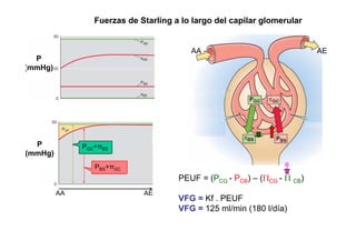 Fuerzas de Starling a lo largo del capilar glomerular 
AA AE 
P 
(mmHg) 
P 
(mmHg) 
PGC+πBS 
0 
PEUF = ( PCG - PCB) – ( ΠCG - Π CB) 
PBS+πGC 
CG CB) CG VFG = Kf . PEUF 
VFG = 125 ml/180 AA AE 
min (l/día) 
 