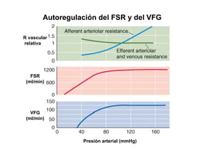 Autoregulación del FSR y del VFG 
R vascular 
relativa 
FSR 
(ml/min) 
VFG 
(ml/min) 
Presión arterial (mmHg) 
 