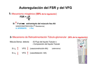 Autoregulación del FSR y del VFG 
1- Mecanismo miogénico (50% de la regulación) 
FSR = ΔP 
R 
Si ↑ P art estiramiento del músculo liso AA 
VASOCONSTRICCION (↑↑ Resistencia) 
A. AFERENTE: ↓ Phc 
2- Mecanismo de Retroalimentación Túbulo-glomerular (50% de la regulación) 
Mácula Densa detecta: - El Flujo del liquido Tubular o 
- Composición del liquido Tubular 
Si Jlt VFG (vasoconstricción AA) ( a d enosina) 
Si Jlt VFG (vasodilatación AA) 
 