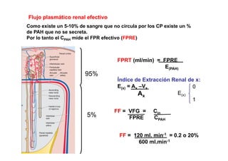 Flujo plasmático renal efectivo 
Como existe un 5-10% de sangre que no circula por los CP existe un % 
de PAH que no se secreta. 
Por lo tanto el CPAH mide el FPR efectivo (FPRE) 
FPRT (ml/min) = FPRE 
E(PAH) 
95% 
Índice de Extracción Renal de x: 
E(x) = Ax –Vx 
Ax 
0 
E(x) 
1 
FF = VFG = Cin 
5% FPRE C 
CPAH 
% 
FF = 120 ml. min-1 = 0.2 o 20% 
600 ml.min-1 
 