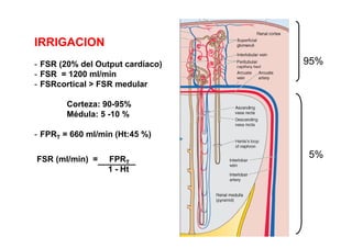 IRRIGACION 
- FSR (20% del Output cardíaco) 95% 
- FSR = 1200 ml/min 
- FSRcortical > FSR medular 
Corteza: 90-95% 
Médula: 5 -10 % 
- FPRT = 660 ml/min (Ht:45 %) 
FSR (ml/min) = FPR 5% 
T 
1 - Ht 
 