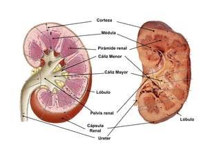 Corteza 
Médula 
Pirámide renal 
Cáliz Menor 
Cáliz Mayor 
Lóbulo 
Pelvis renal 
Cápsula 
Renal 
Lóbulo 
Ureter 
 