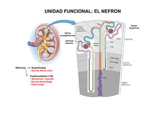 UNIDAD FUNCIONAL: EL NEFRON 
Nefrón 
Superficial 
Nefrón 
yuxtaglomerular 
Arteriola 
aferente 
Nefronas Superficiales 
- Asa de Henle corta 
Yuxtamedulares (1/8) 
- Glomérulo + grande 
- Asa de Henle larga 
- Vasa rectas 
 